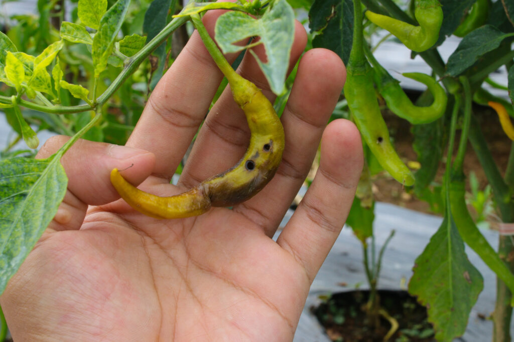 Close-up view of Cayenne pepper on hand is attacked by viral diseases and biological pests and physiological disorders in the garden. Agriculture, plant care, and pest control concept