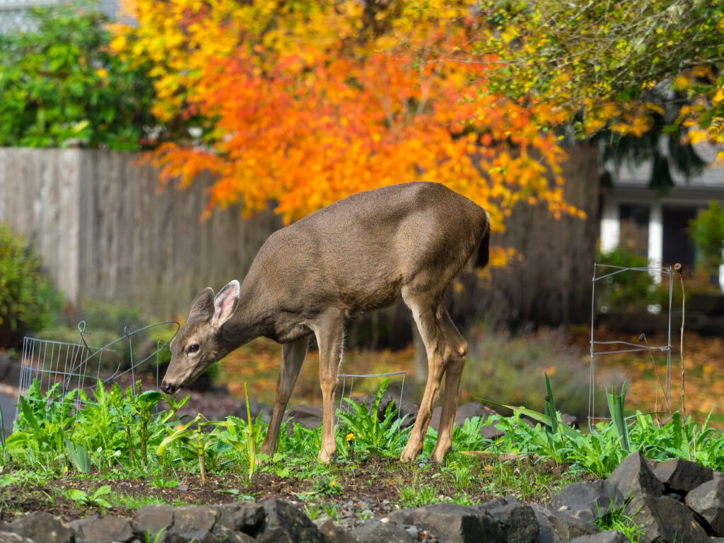 Deer eating in a garden on a fall day