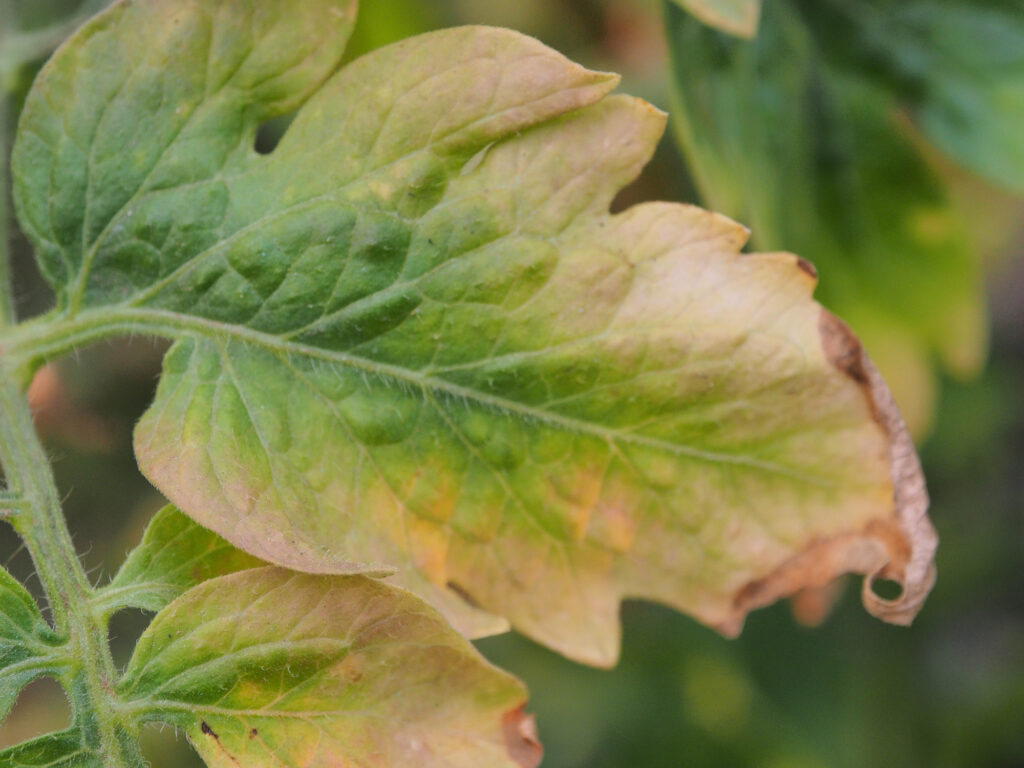 Leaf tomato deficiency nutrient