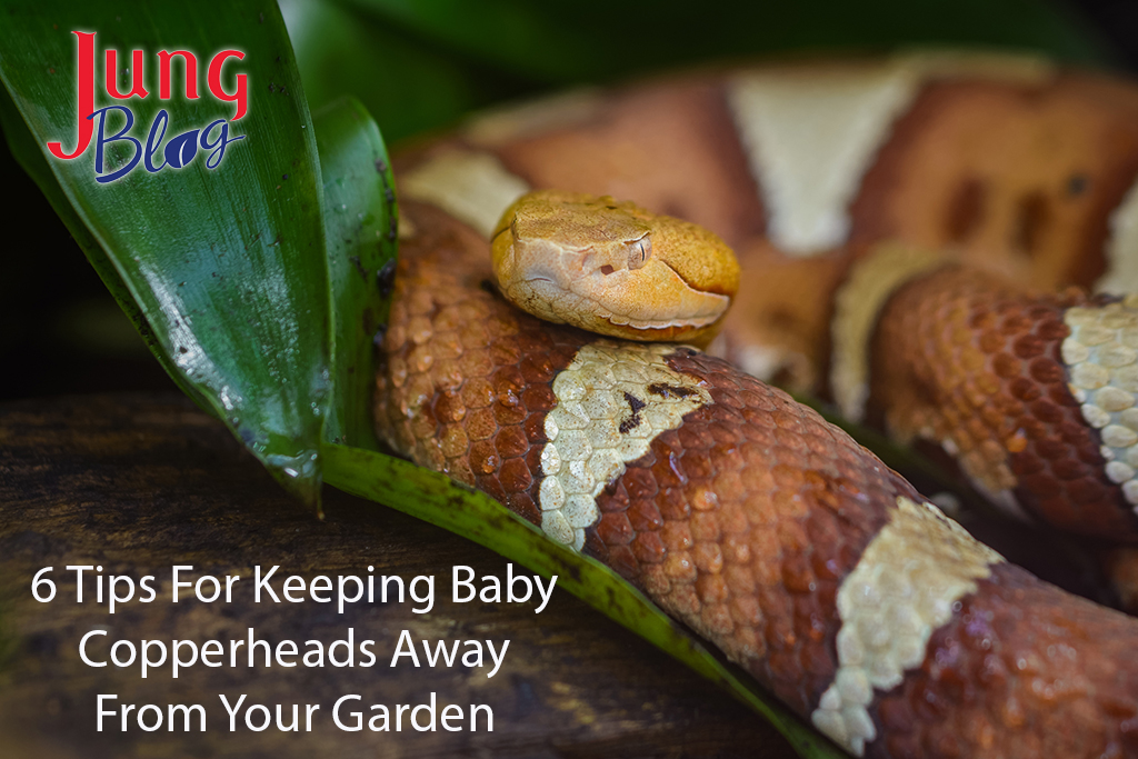 Copperhead hiding within leaves