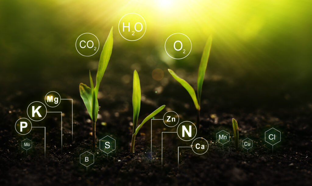 Fertilization and the role of nutrients in plant life with digital mineral nutrients. Seedlings are exuberant from abundant loamy soils.