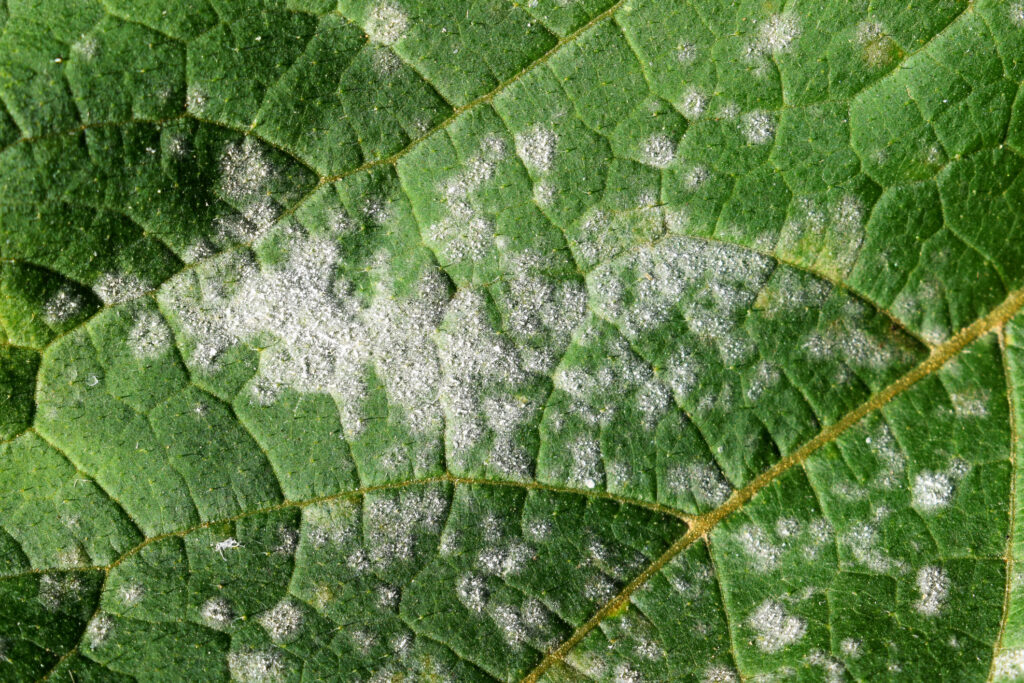 Fungal disease Powdery mildew on pumpkin foliage close up