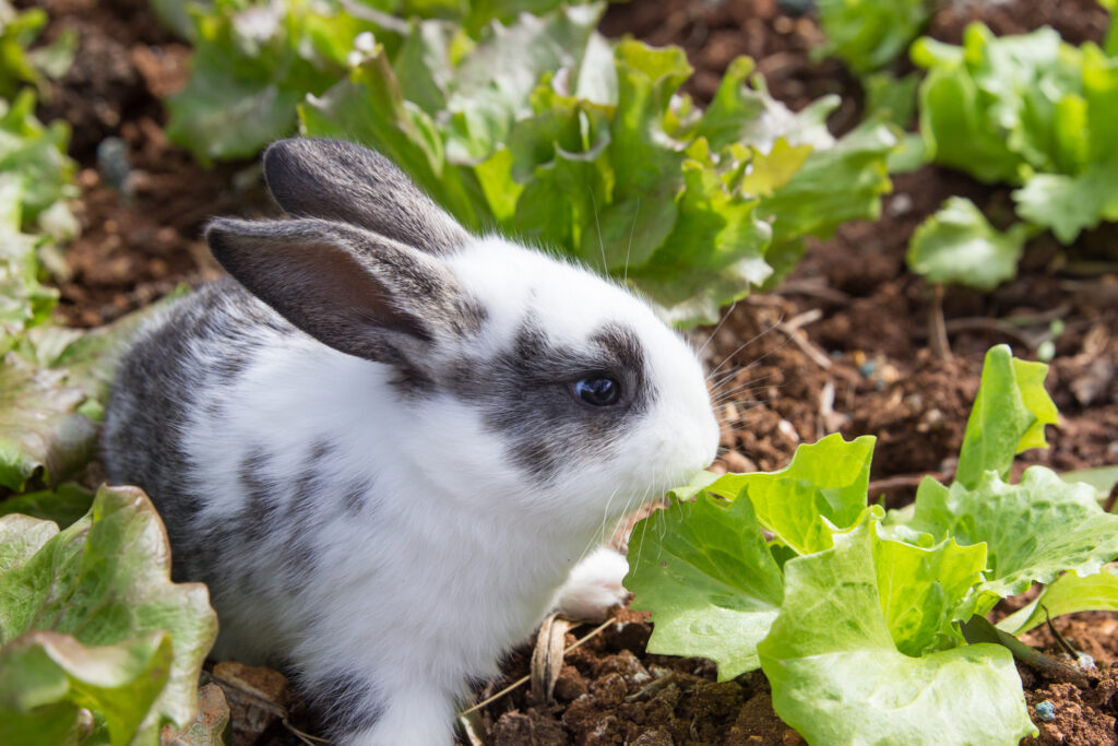 Little bunny rabbit eating lettuce in garden