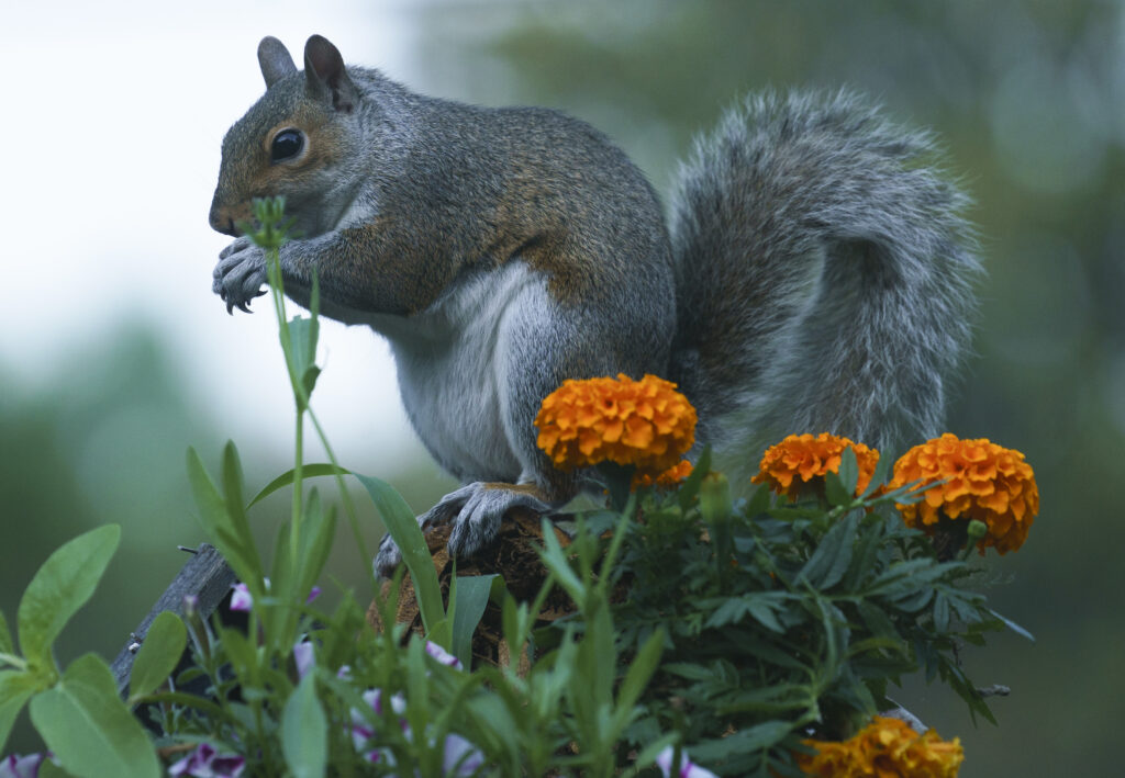 A squirrel eating while sitting next to marigolds