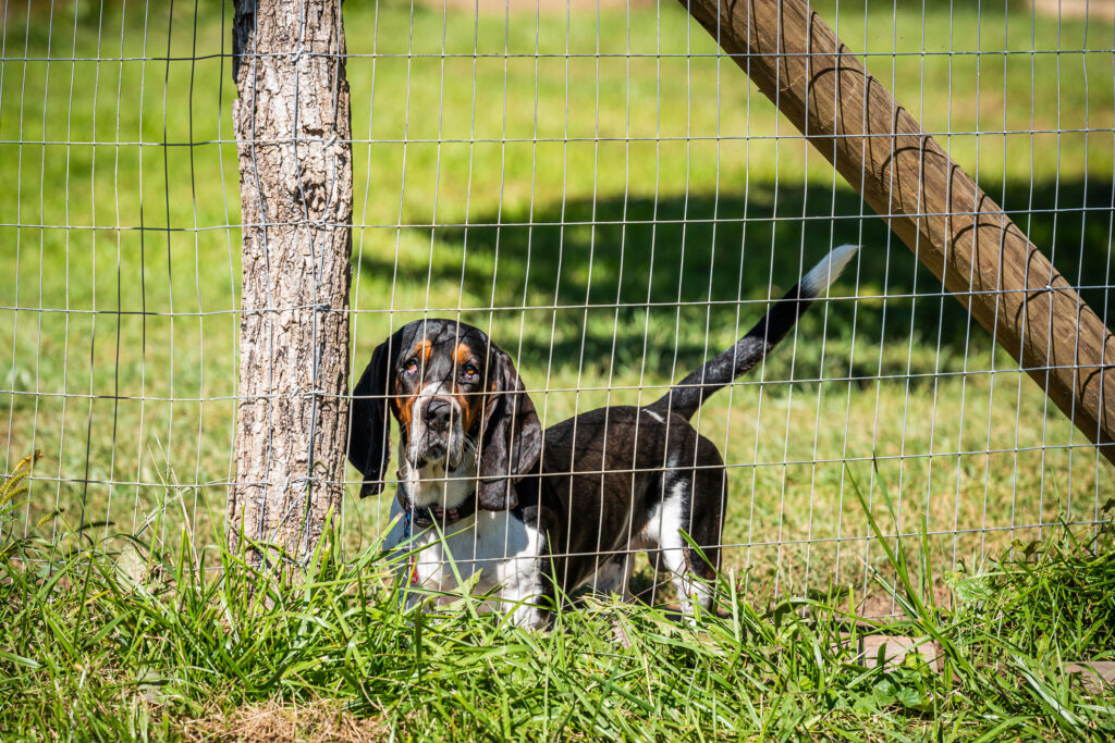 A basset hound behind farm fencing