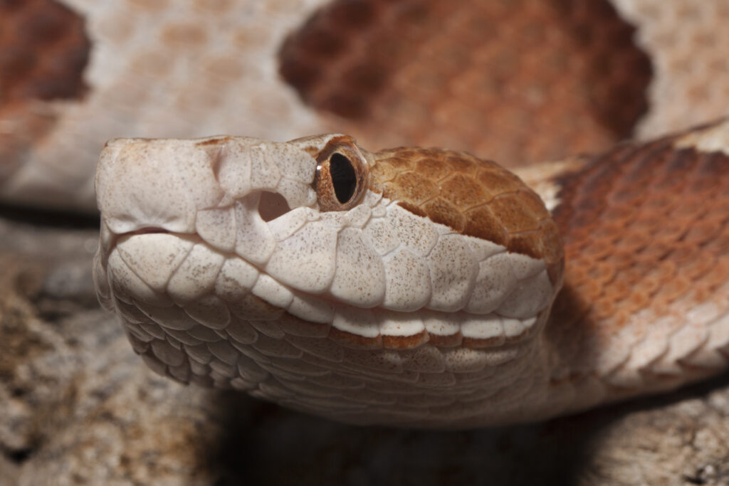 Close up of a copperhead snake