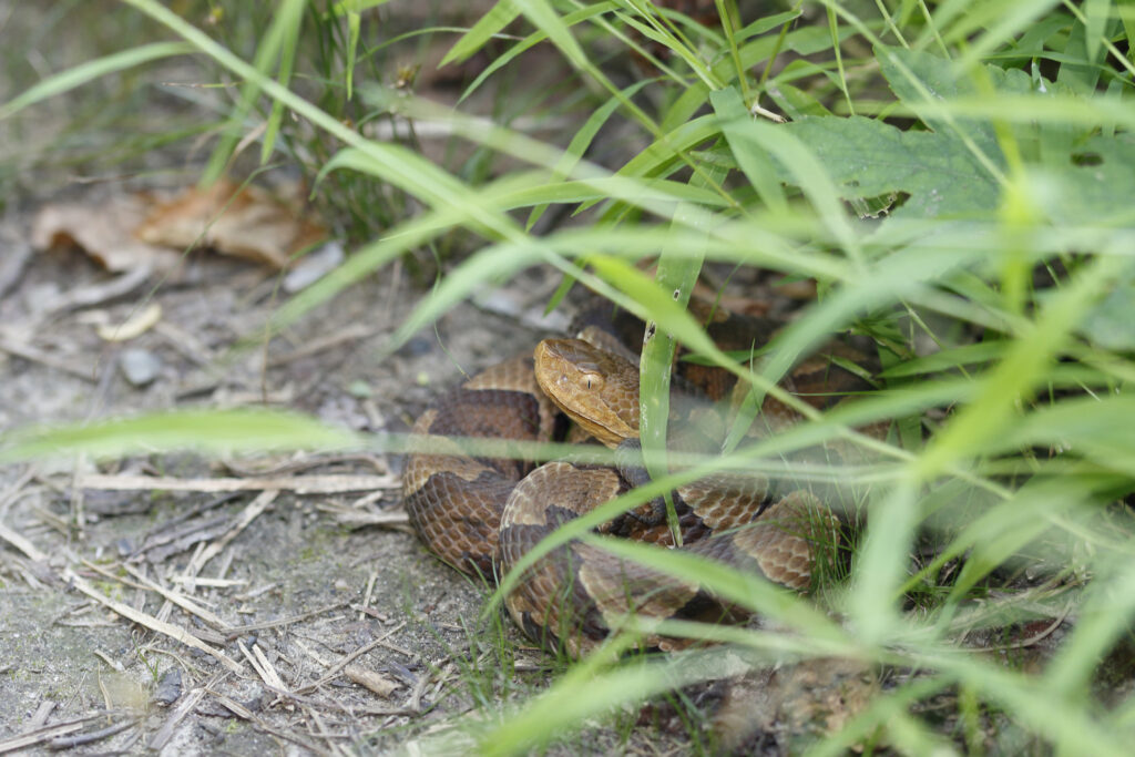 Copperhead snake on side of hiking trail
