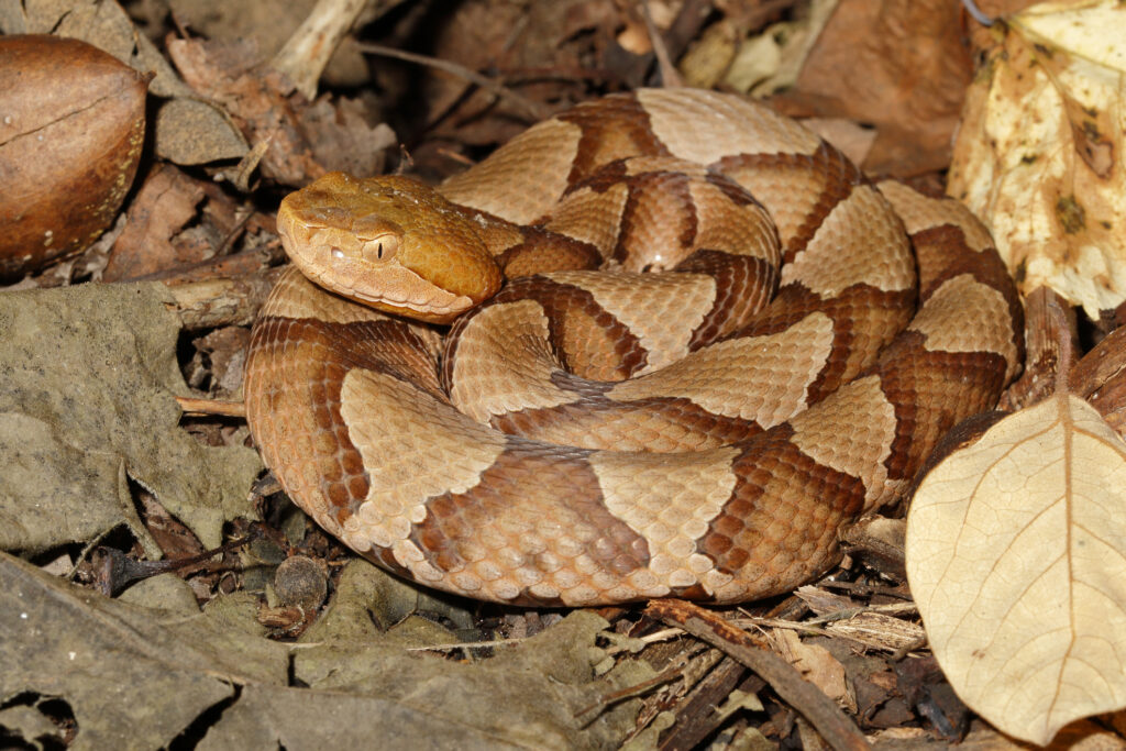 Copperhead snake close-up in leaf litter