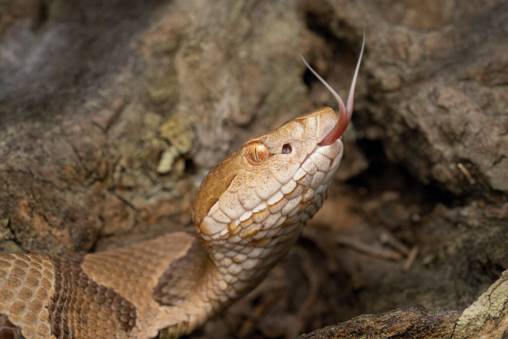 Venomous Copperhead Snake with Forked Tongue