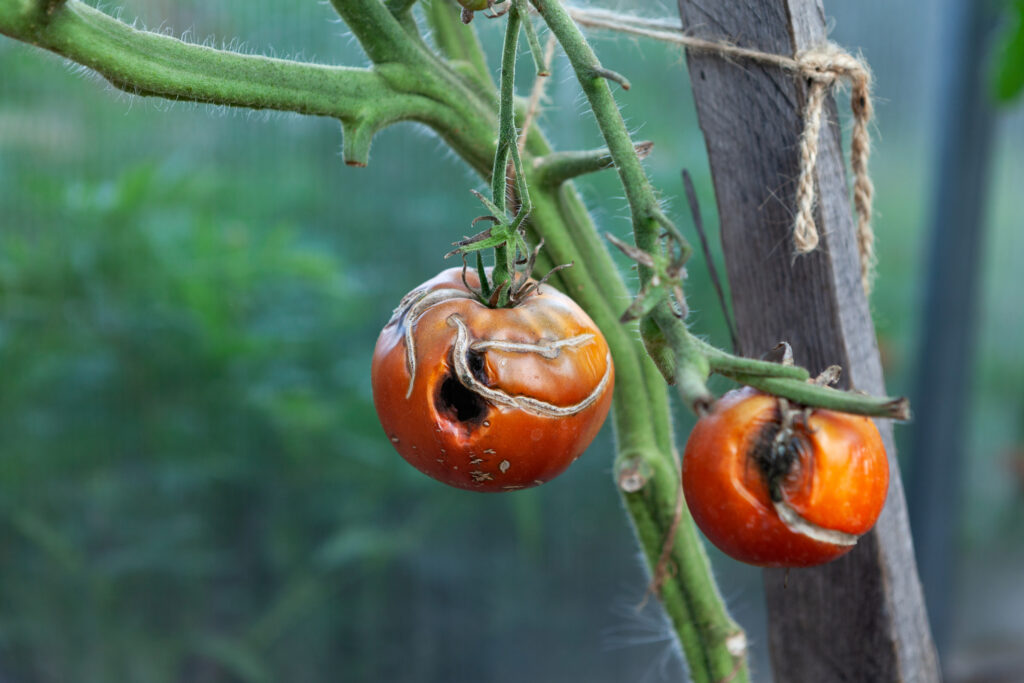 Tomato on branch affected by late blight or phytophthora. Selective focus. Diseases of nightshade plants.