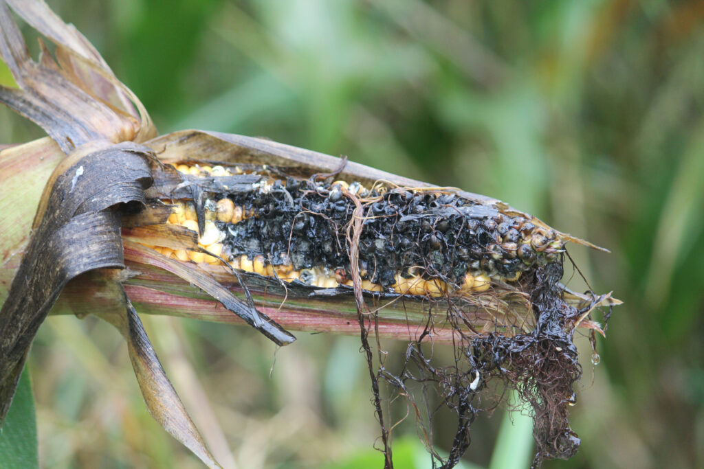 Corn cob severely damaged by fungal infection