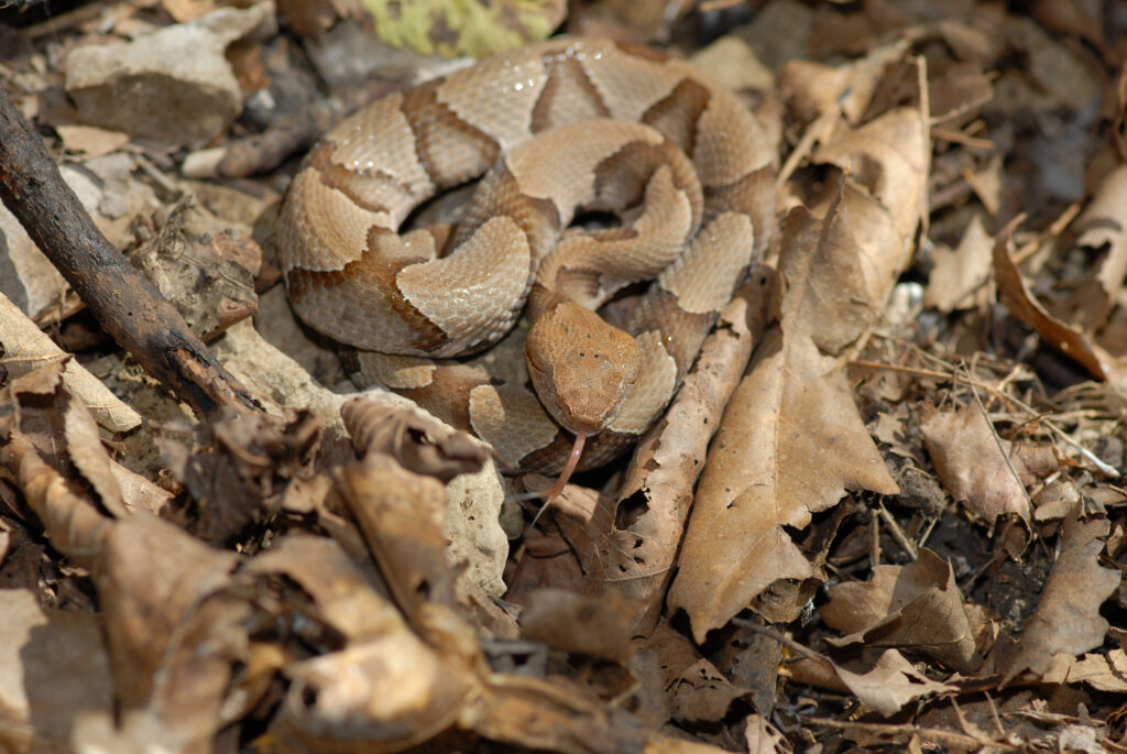 Copperhead in dried leaves