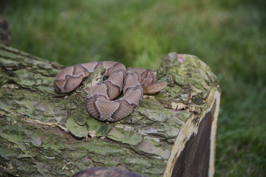 Copperhead curled up on a log