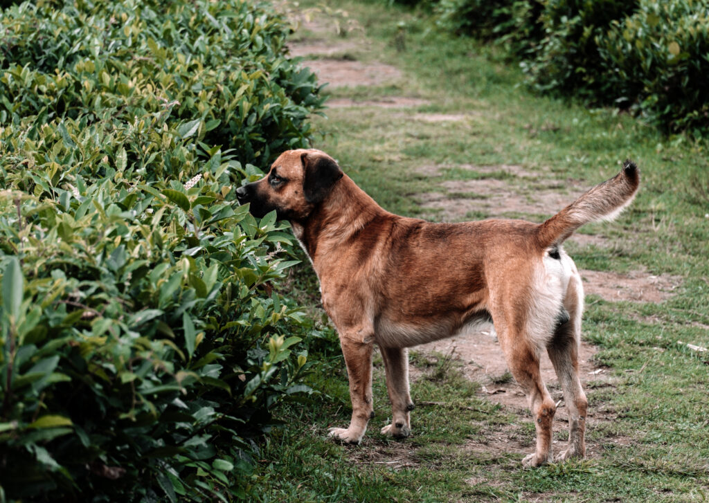 A red-brown dog walking on a path between green bushes