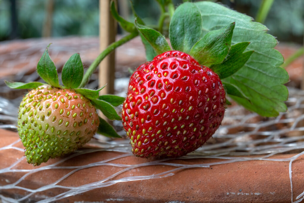 Close up of two Albion strawberries