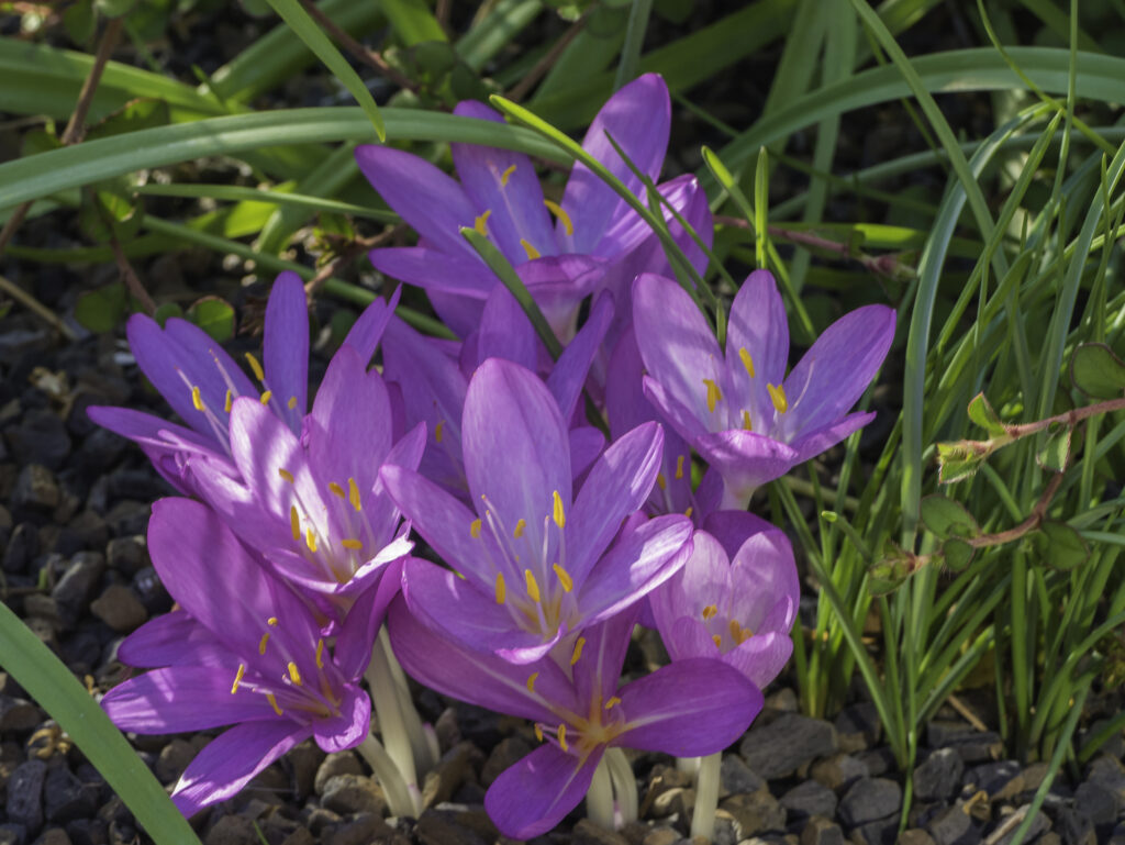 Purple Autumn Crocuses in Sunlight