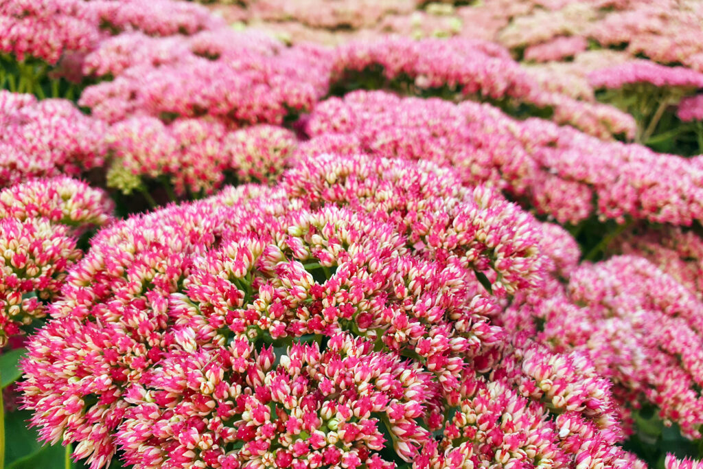 Pink Sedum close up