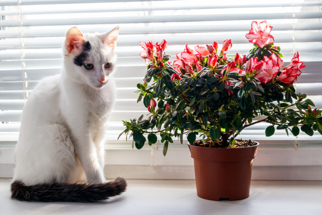 Blooming pink azalea in flower pot and white cat on windowsill