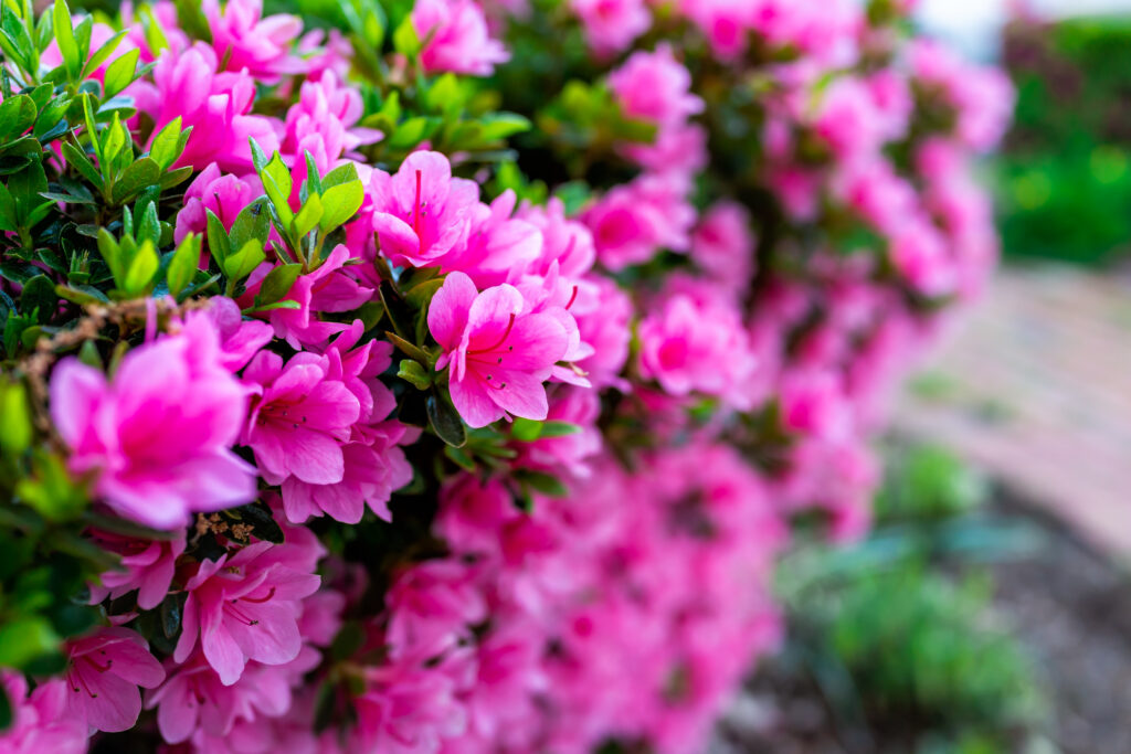 pink rhododendron flowers showing with green leaves in garden park