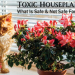Toxic Houseplants - what is safe and not safe for cats