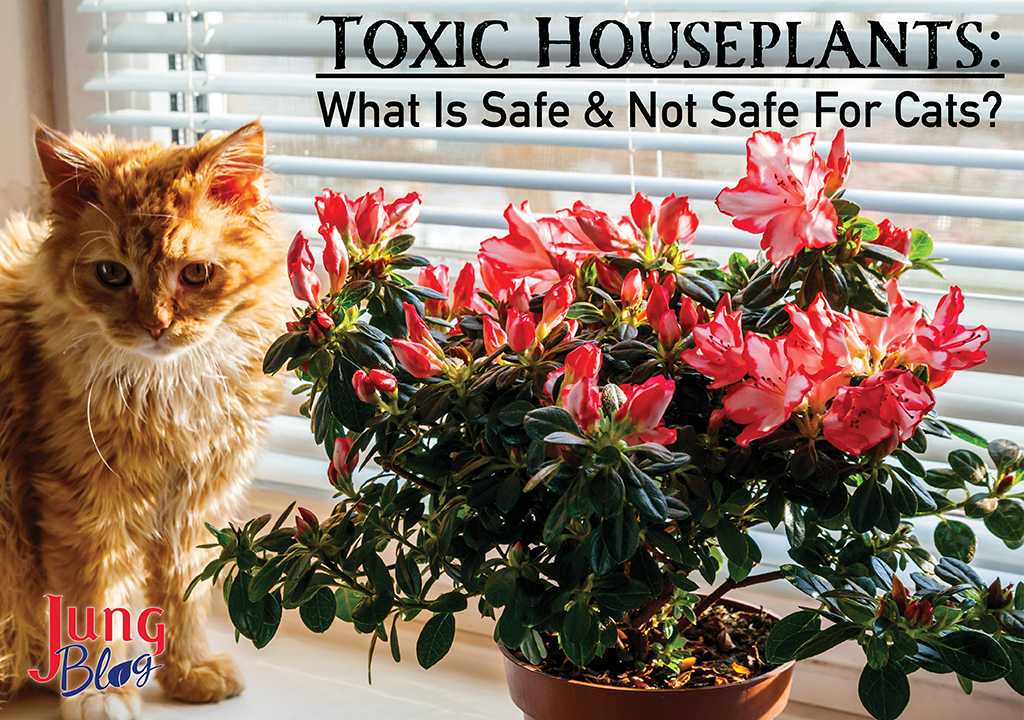 Toxic Houseplants - what is safe and not safe for cats