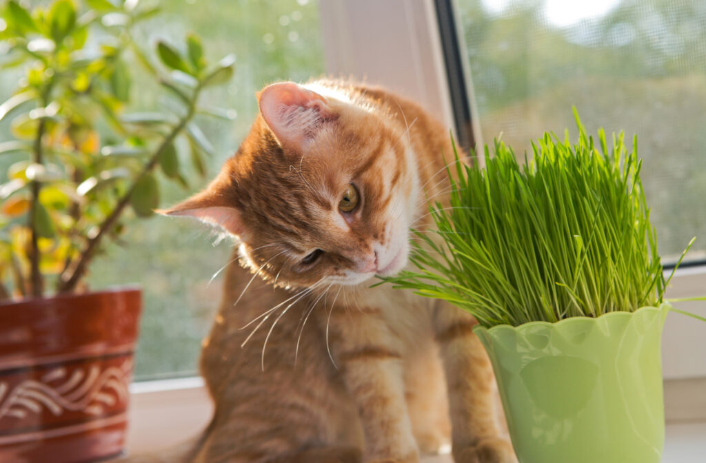 Cat sniffing and munching a vase of fresh catnip