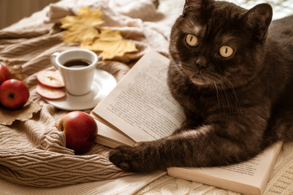 Cat reading a book