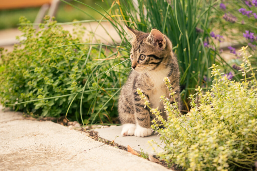 orizontal photo of few weeks old kitten. Tomcat with tabby fur, white paws and chest. Cat sits on concrete tile in the garden with few herbs around like chive or thyme.