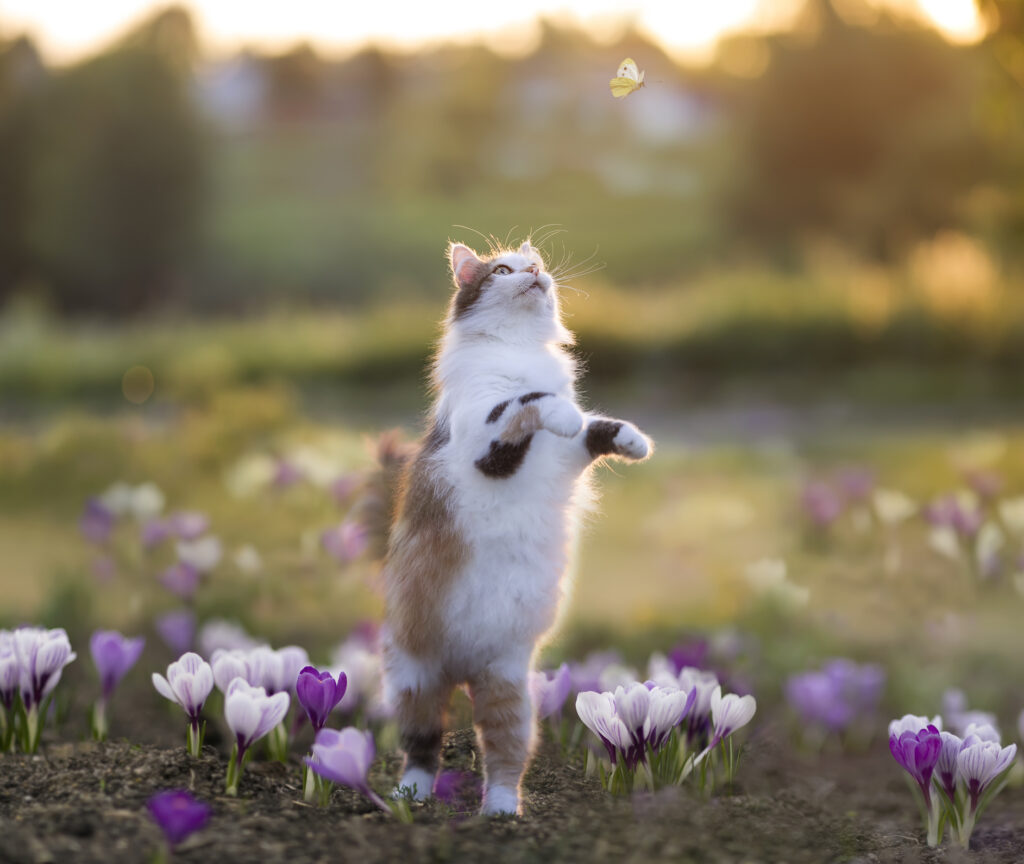 a cute fluffy cat walks through a spring meadow among crocus flowers and catches butterflies