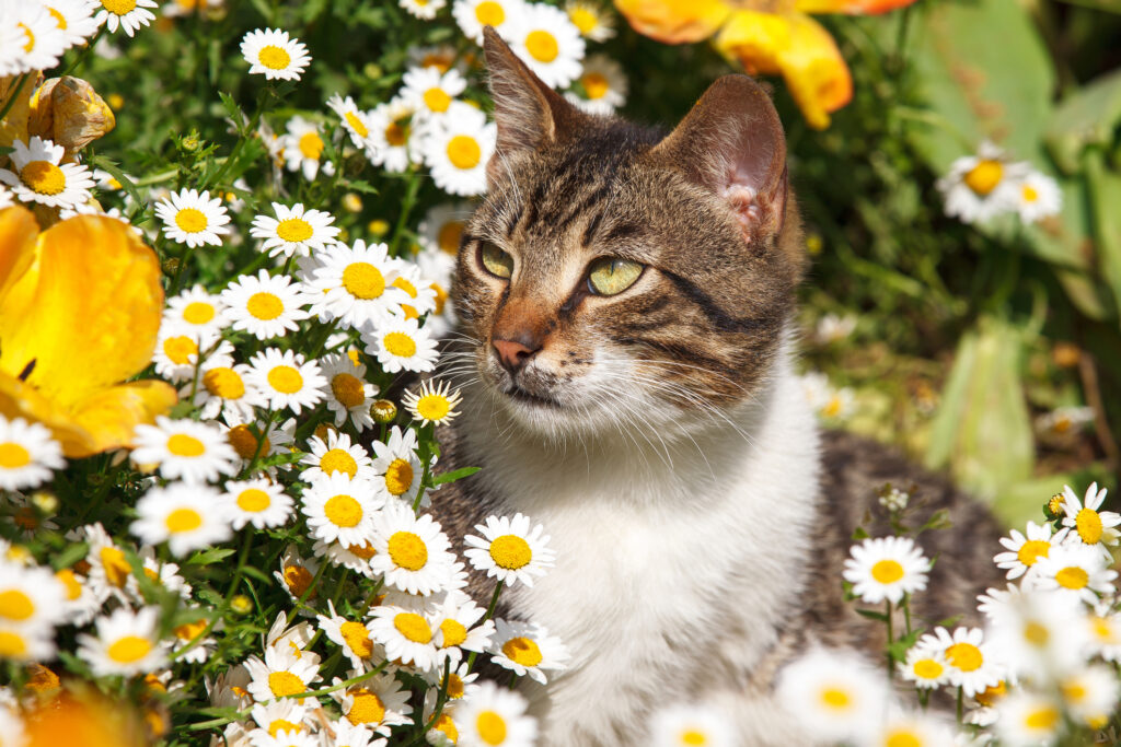 cat poses in daisies and tulips garden