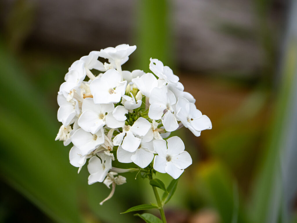 White phlox flower cluster