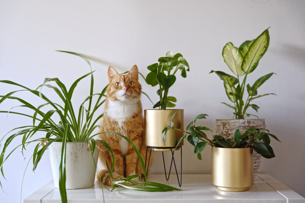 Ginger cat sitting near a set of green potted houseplants (peperomia, spider plant, dieffenbachia) on white wall background at home. Growing indoor plants, urban jungle