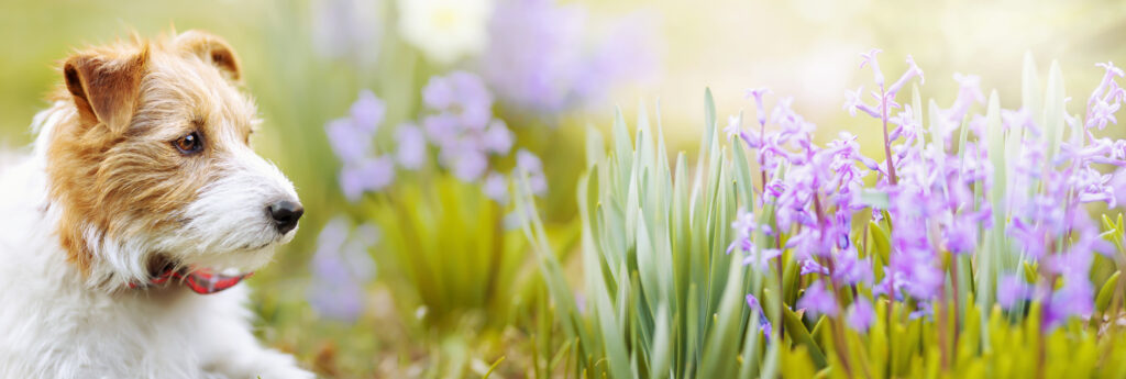 Banner of a healthy dog as listening in the flower garden in spring