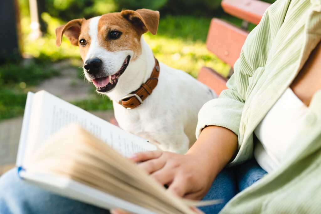Little cute small dog jack russell terrier walking playing sitting with owner woman while woman reading book