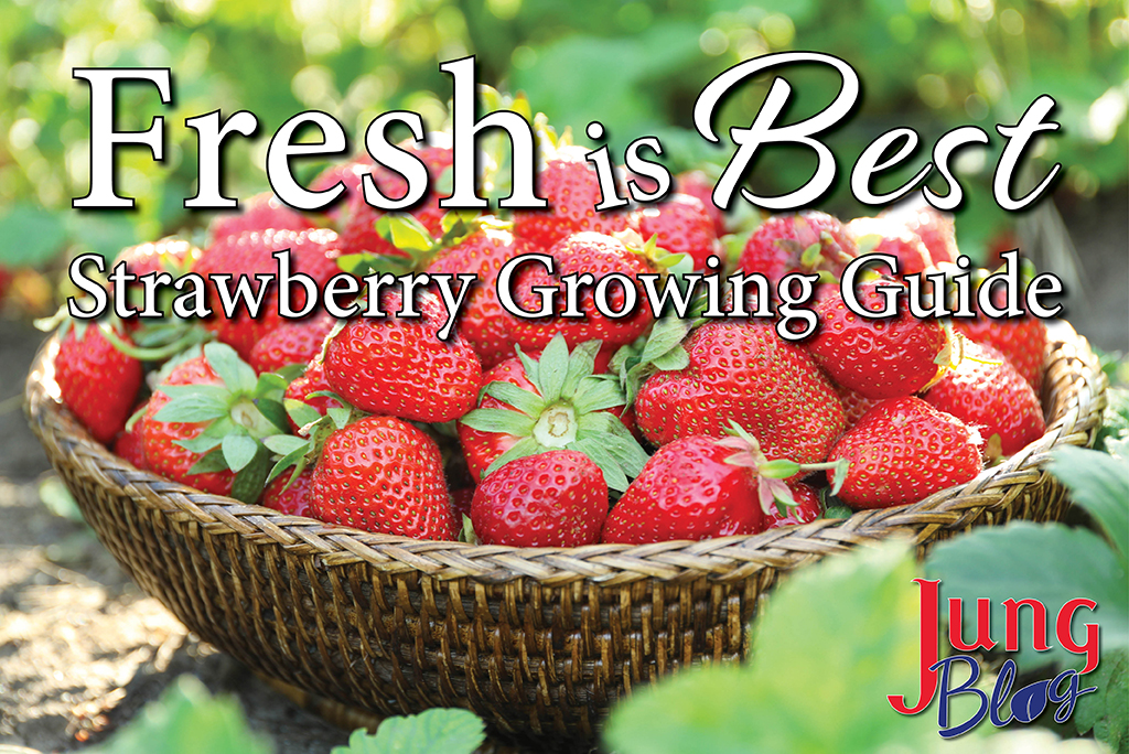 Yard and Garden: Properly Mulch Strawberries for Winter