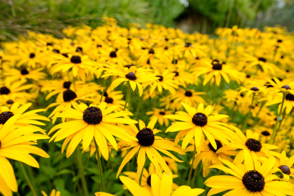 golden rudbeckia