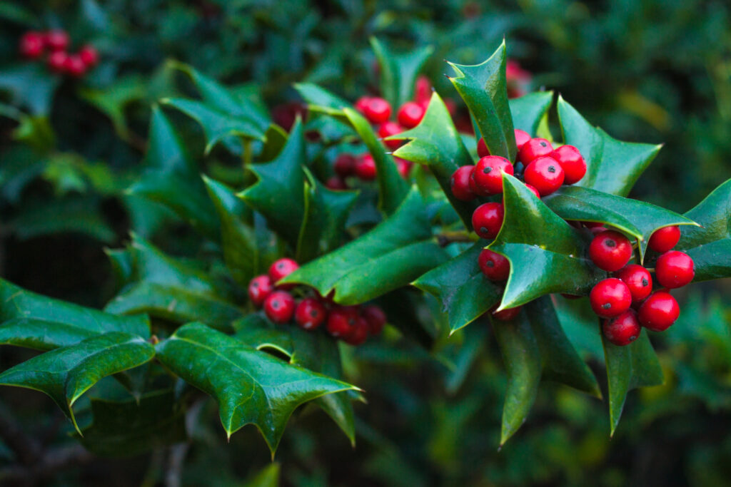 Holly Leaves and Red Berries Bush, Nature View in a Park.