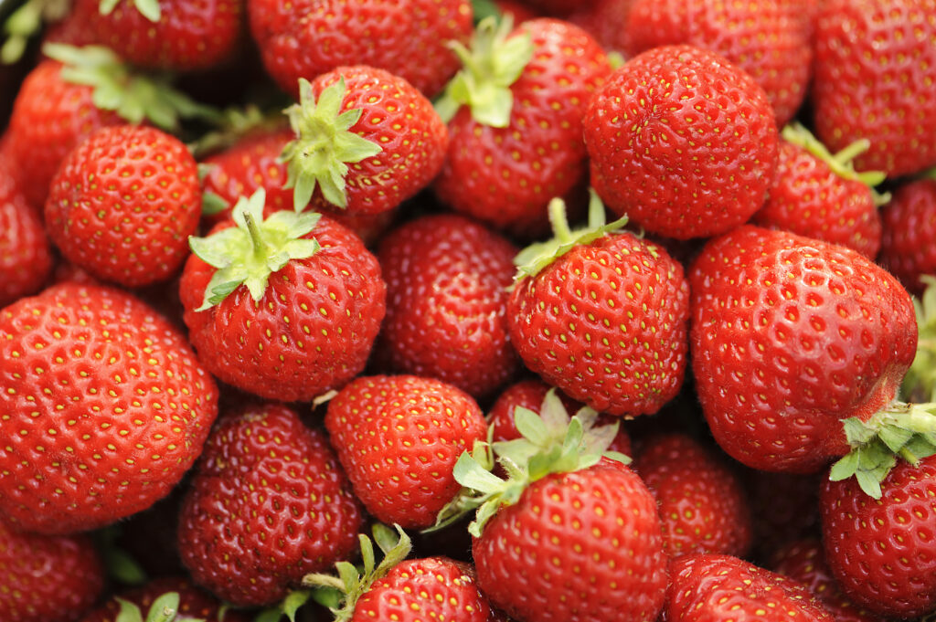 A bunch of Honeoye Strawberries up close