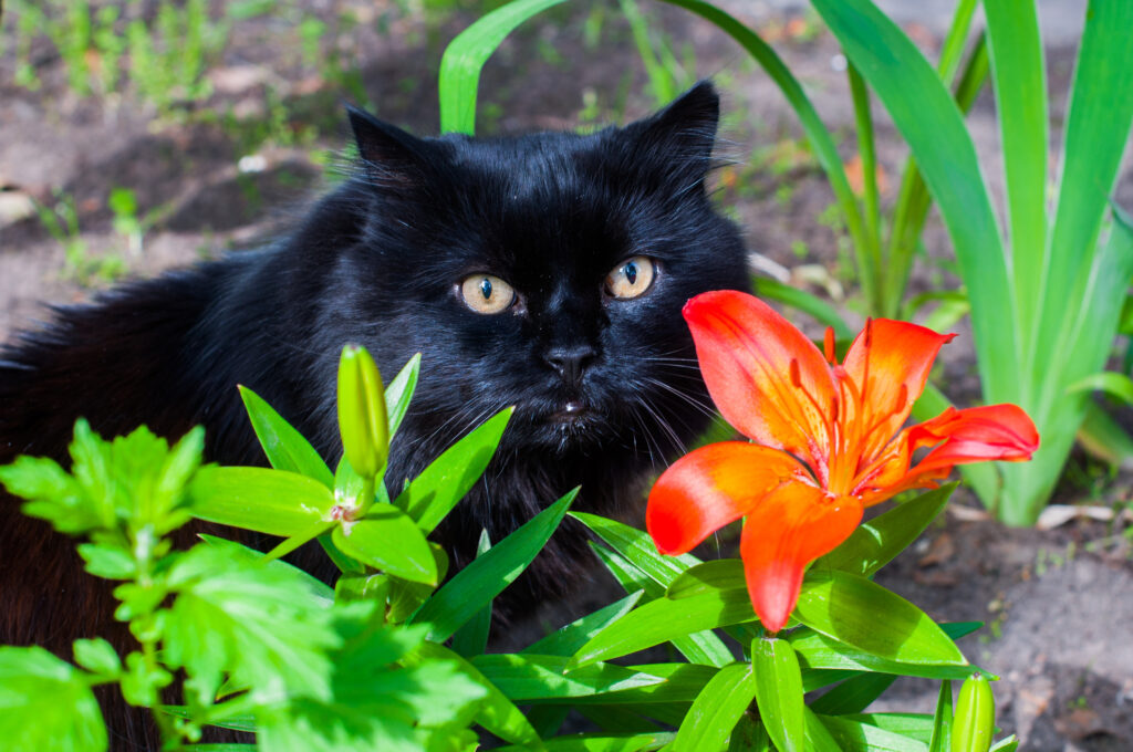 black cat is sitting near orange Lily