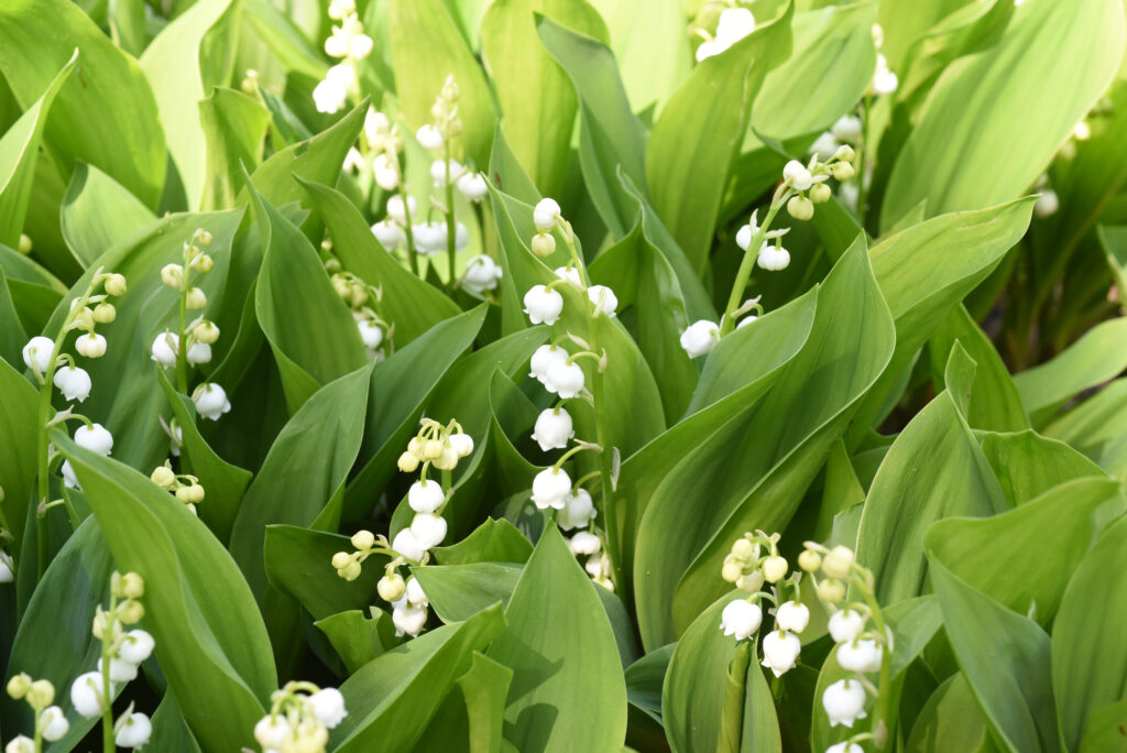 Lily of the valley green leaves and white flowers