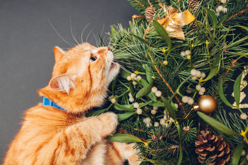 Cat biting Christmas and New Year wreath made of fir, pine, mistletoe branches, cones decorated with golden ornaments. Pet having fun