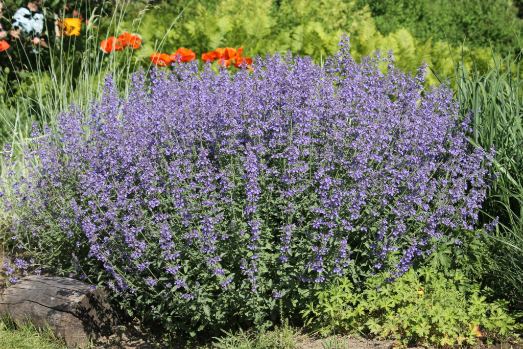 purple nepita flowers