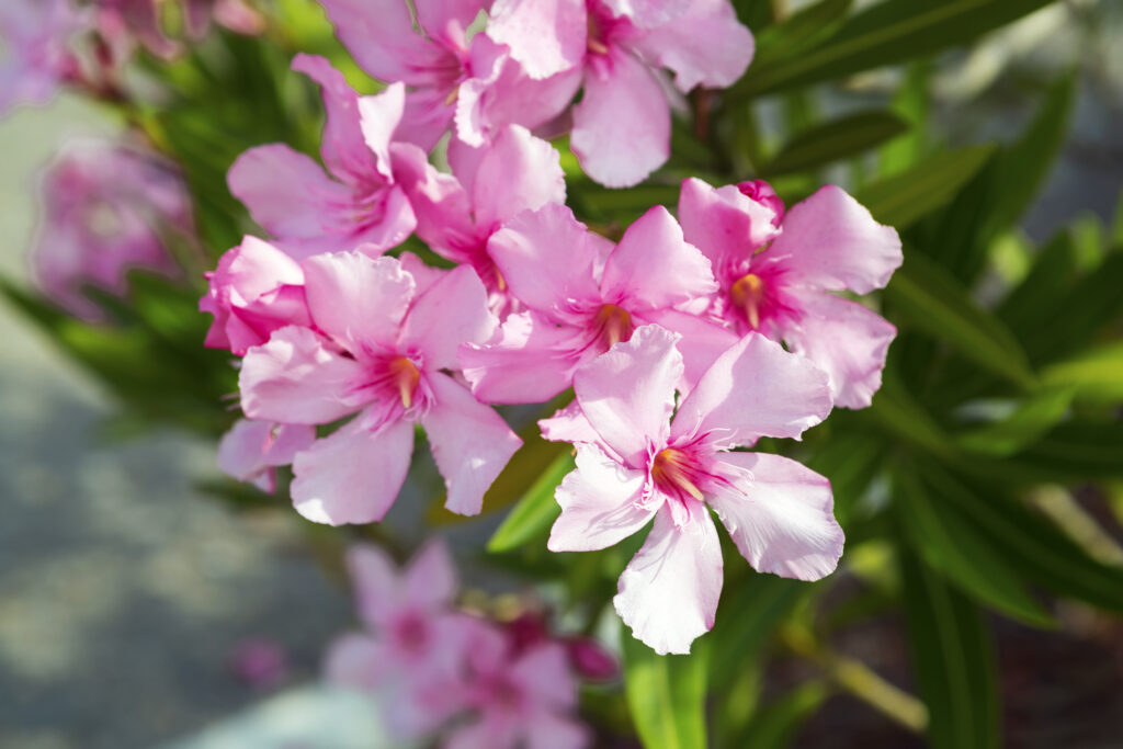 pink oleander flower