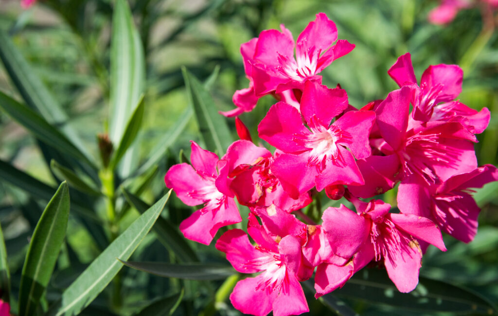 pink nerium oleander flower in nature garden.