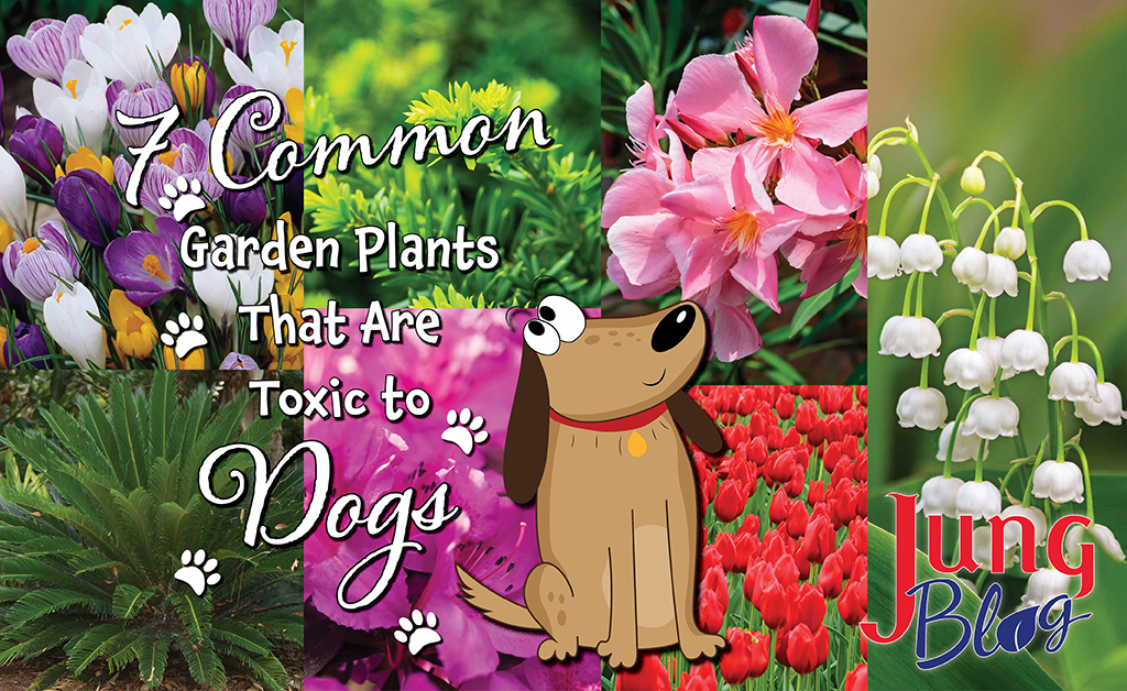 7 common garden plants that are toxic to dogs
