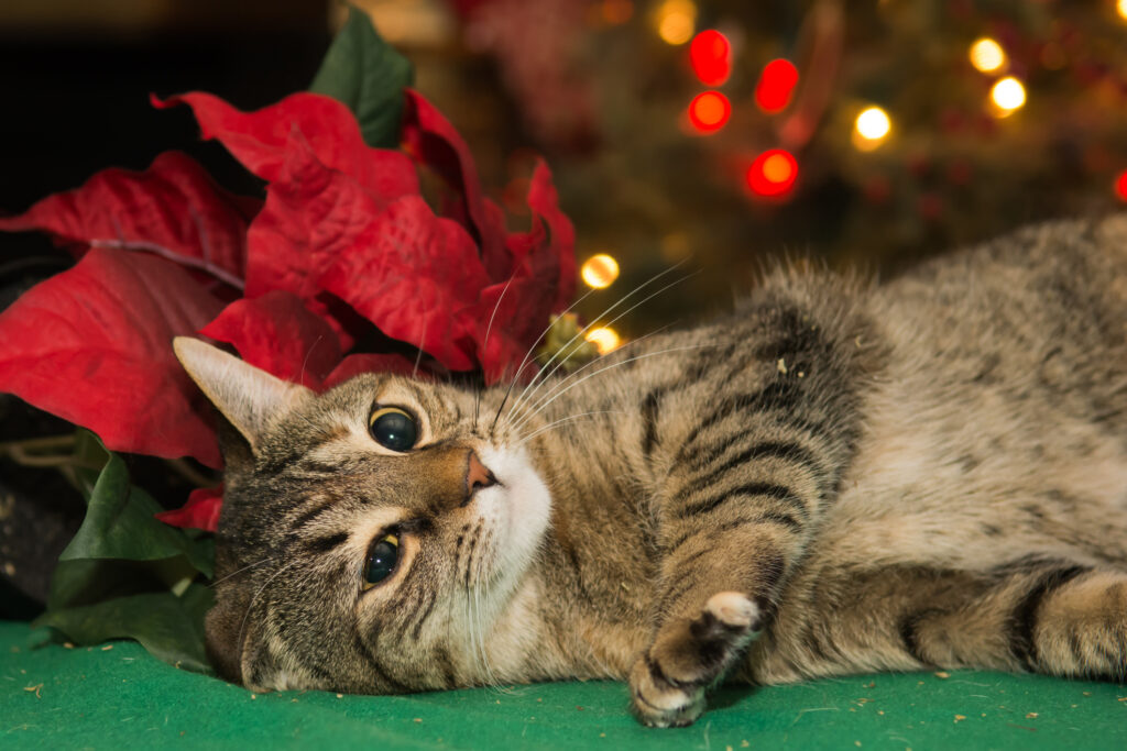 A young cat playing with a Poinsettia plant.
