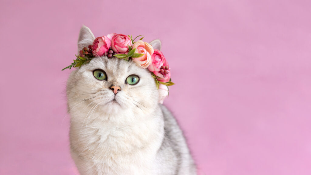 Wide banner. Beautiful white british cat with blue eyes wearing a crown of flowers on a pink background. Close up. Copy space