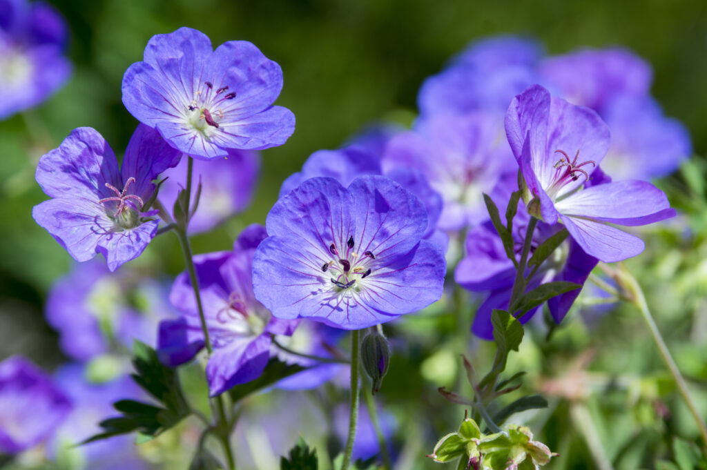 purple geranium