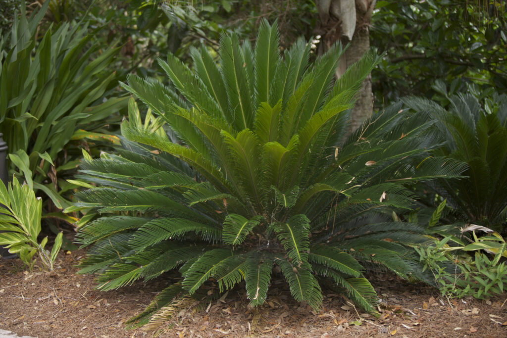 Sago palm in a Florida flowerbed