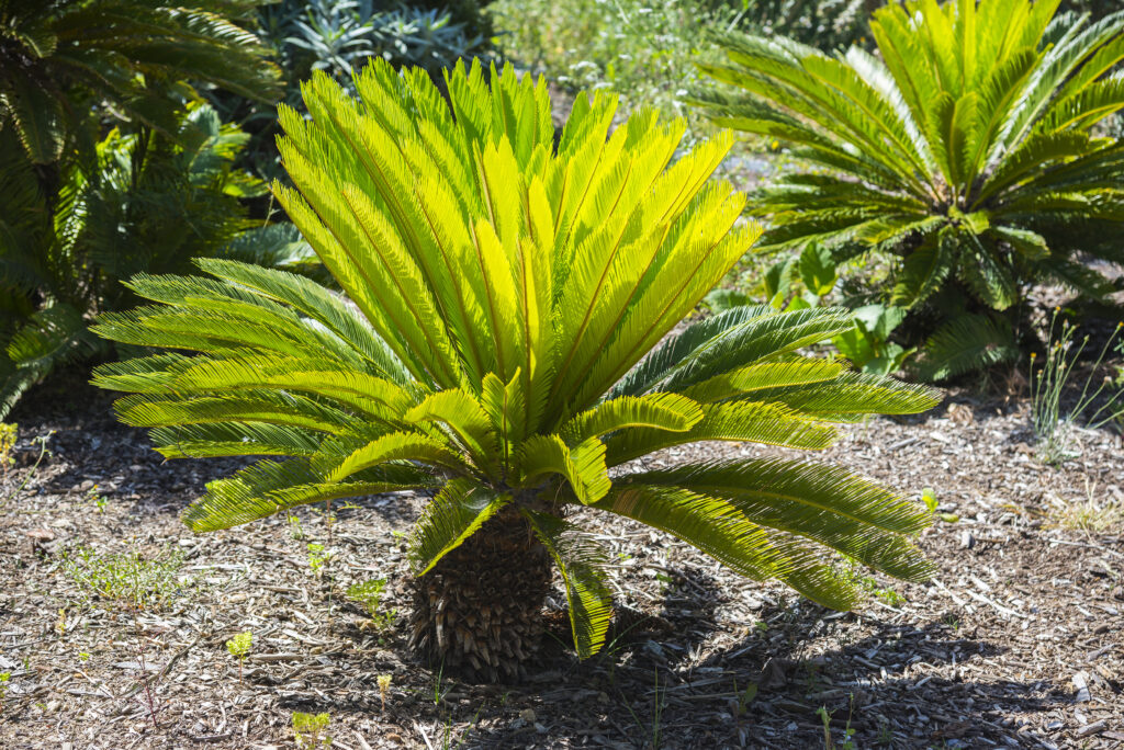Sago palm leaves (Cycas revoluta)